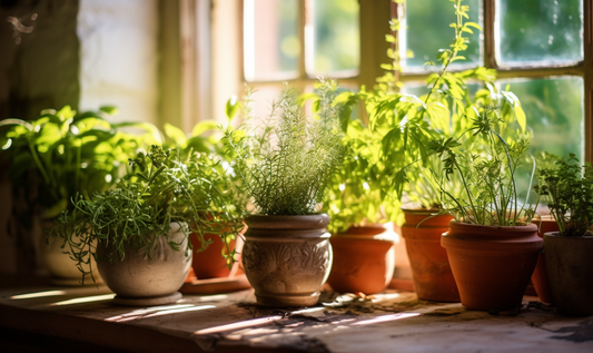 Discover the benefits of crafting your own little herb haven on a window sill and supporting local farmers. Green thumbs, unite!